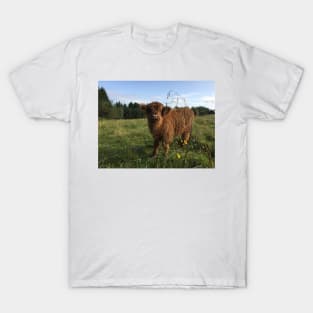 Scottish Highland Cattle Calf 1526 T-Shirt